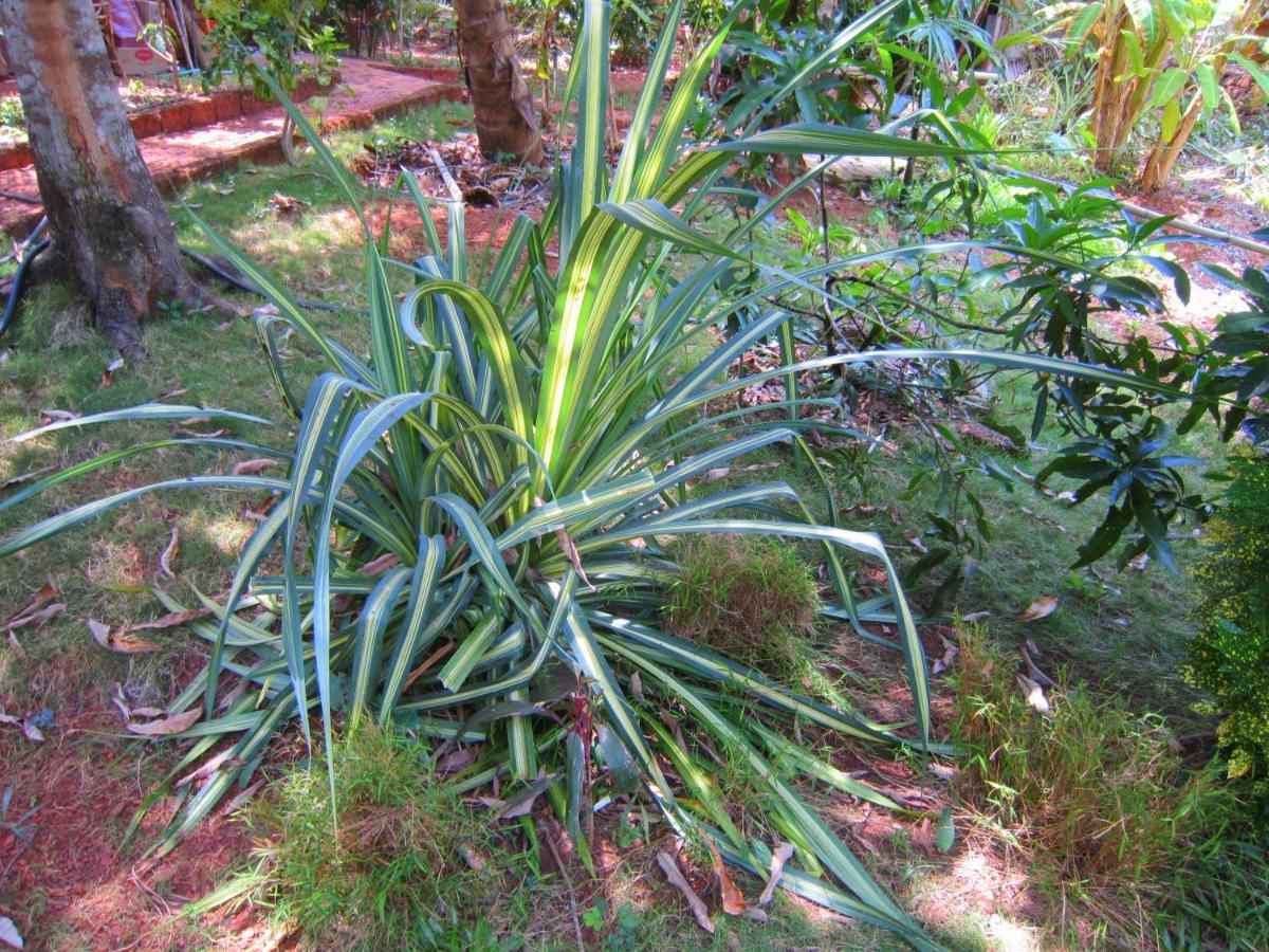 Namaste Yoga Farm Villa Gokarna  Exterior photo