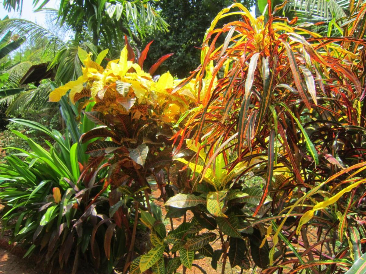 Namaste Yoga Farm Villa Gokarna  Exterior photo