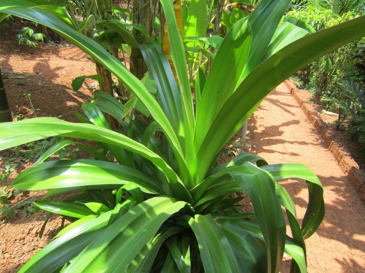 Namaste Yoga Farm Villa Gokarna  Exterior photo