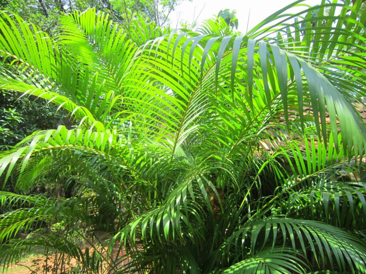 Namaste Yoga Farm Villa Gokarna  Exterior photo